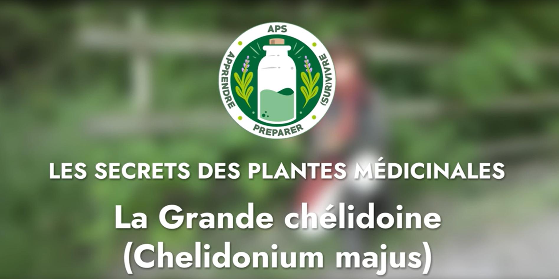 La Grande chélidoine (Chelidonium majus)