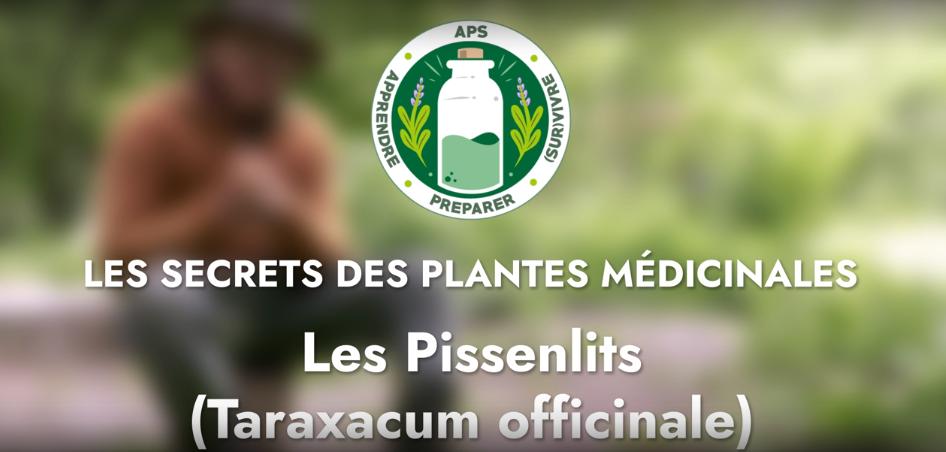 Les pissenlits (Taraxacum officinale)