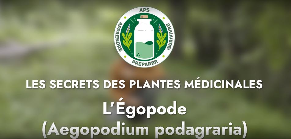 L’Égopode (Aegopodium podagraria)