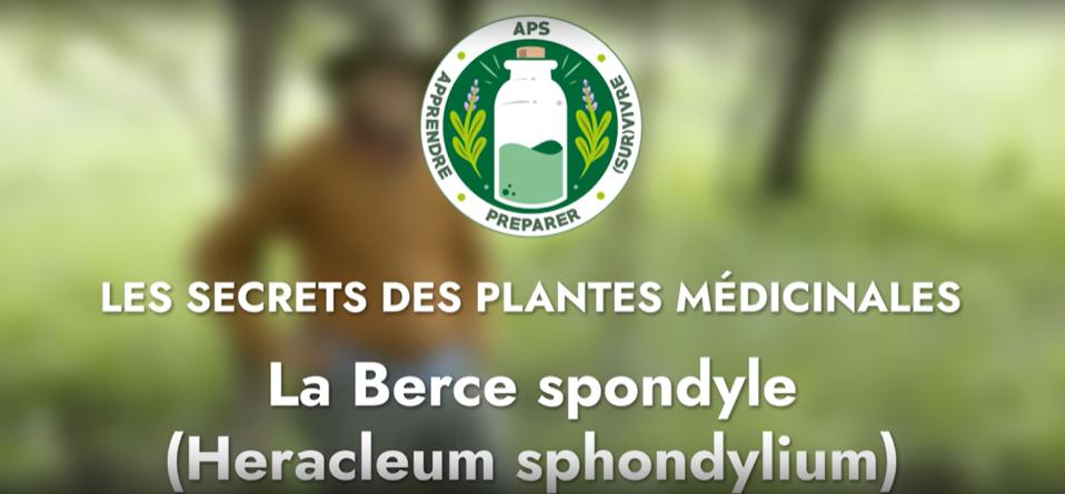 La Berce spondyle (Heracleum sphondylium)