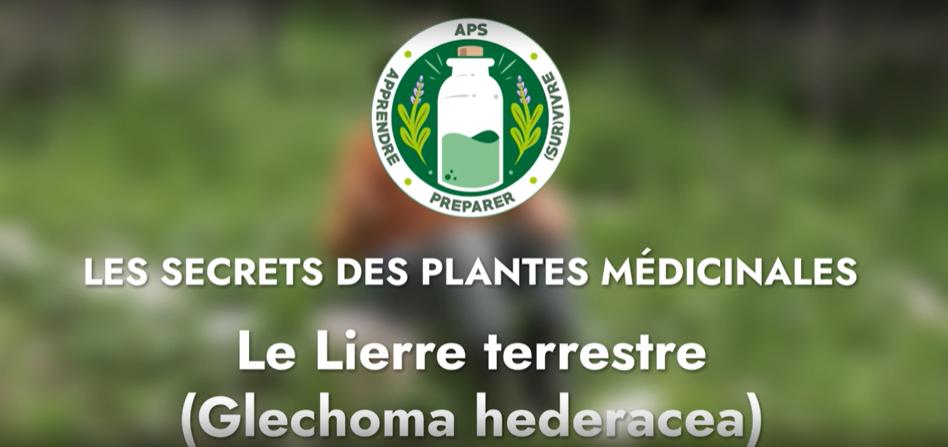 Le Lierre terrestre (Glechoma hederacea)