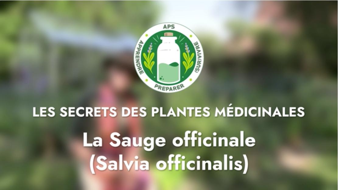 La Sauge officinale (Salvia officinalis)