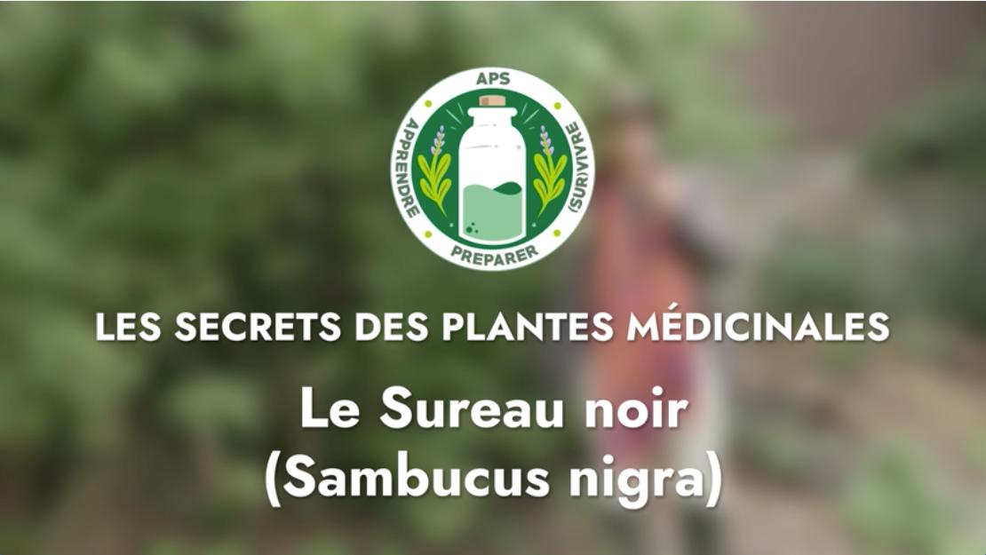 Le Sureau noir (Sambucus nigra)