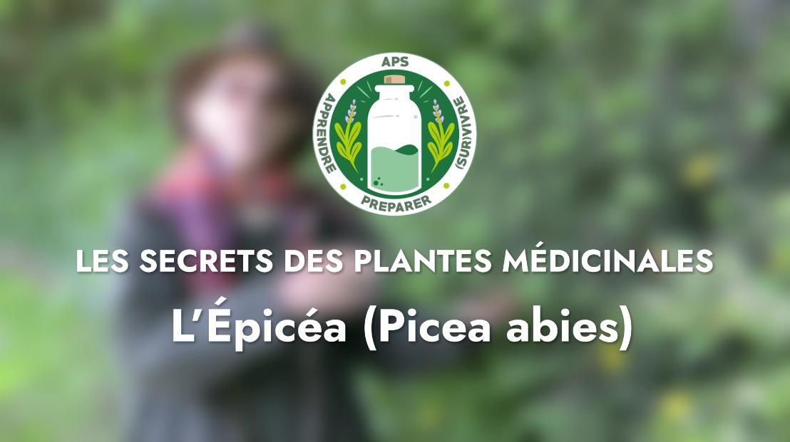 L’Épicéa (Picea abies)