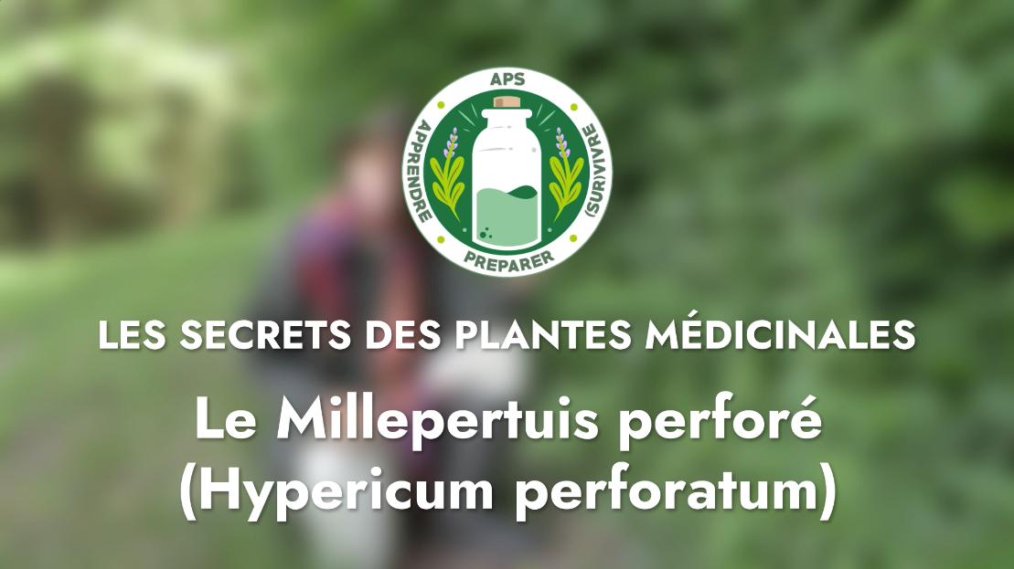 Le Millepertuis perforé (Hypericum perforatum)