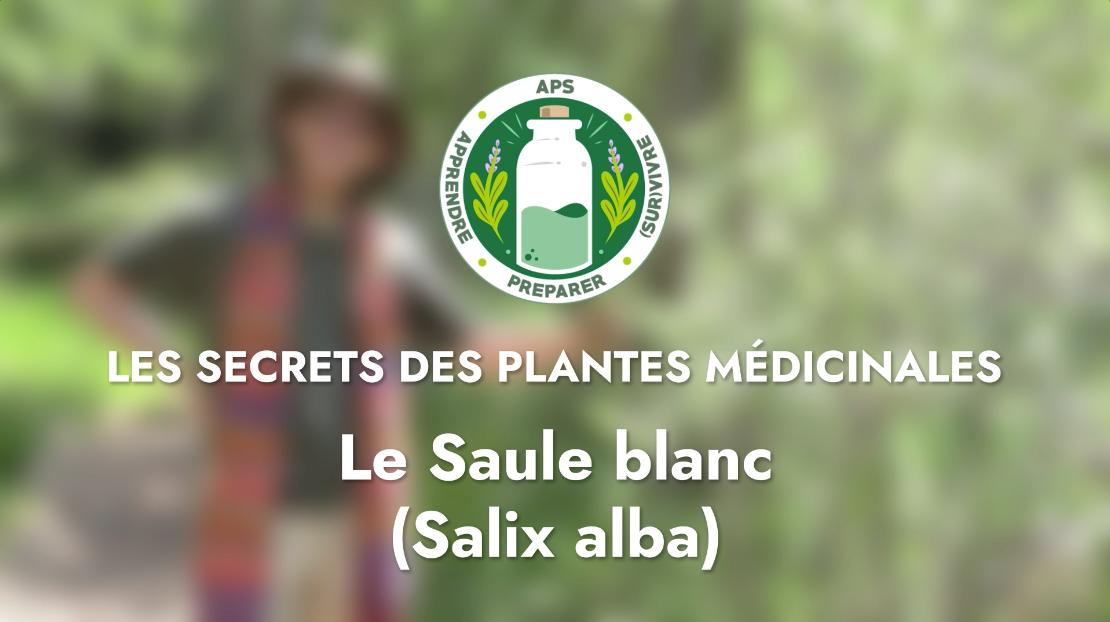 Le Saule blanc (Salix alba)