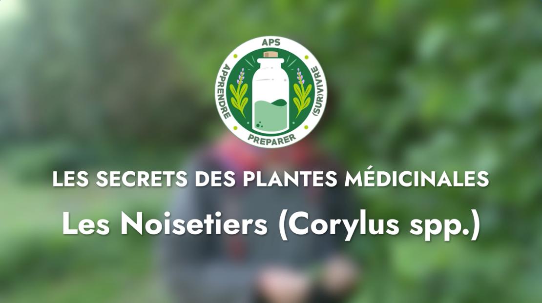 Les noisetiers (Corylus spp.)