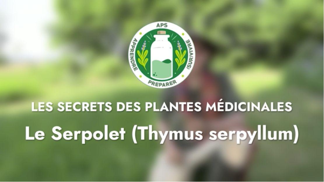 Le Serpolet (Thymus serpyllum)