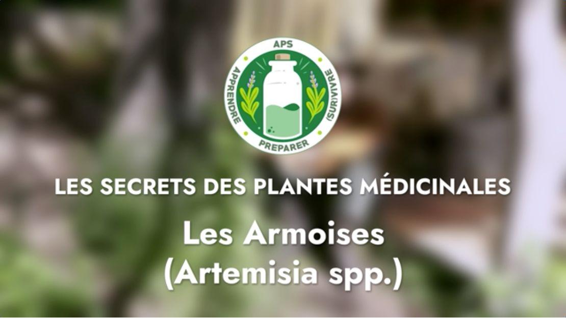 Les Armoises (Artemisia spp.)