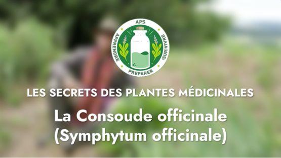 La Consoude officinale (Symphytum officinale)