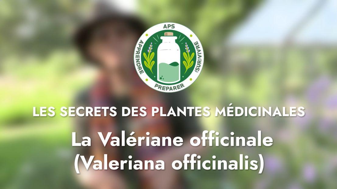 La Valériane officinale (Valeriana officinalis)