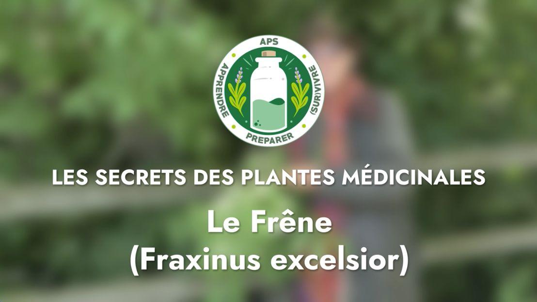 Les frênes (Fraxinus spp.)