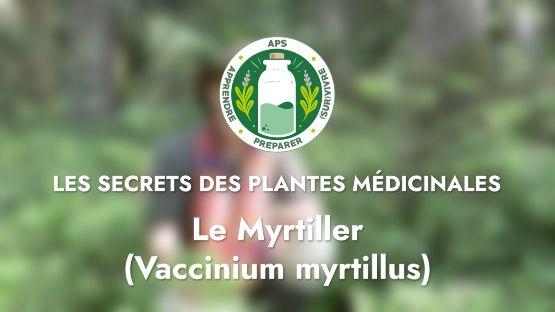 Le Myrtiller (Vaccinium myrtillus)