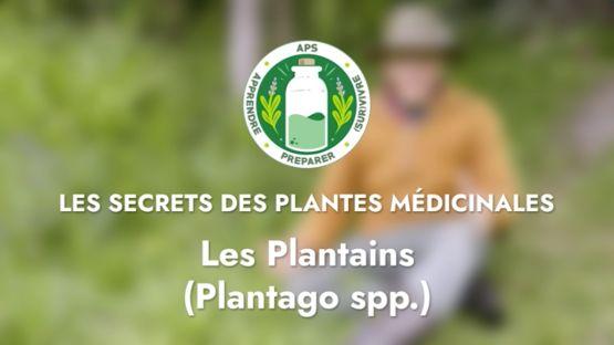 Les plantains (Plantago spp.)