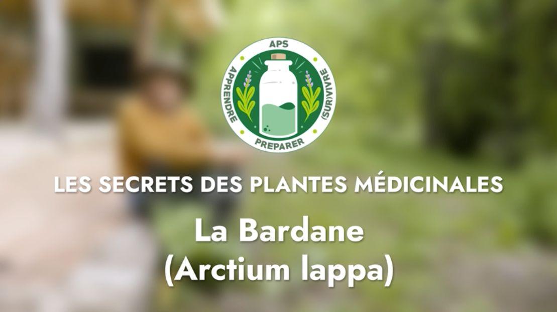 La Bardane officinale (Arctium lappa)