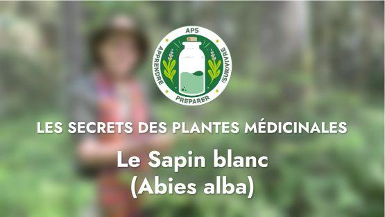 Le Sapin blanc (Abies alba)